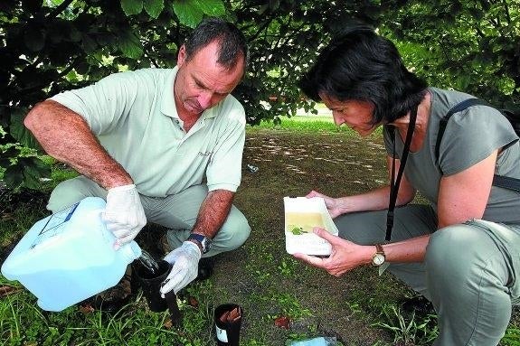 Jesús Félix Barandika y Ana Luisa García Pérez, de Neiker-Tecnalia, recogen muestras de una ovitrampa en Behobia.