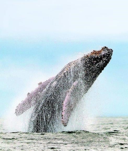 Una yubarta, también llamada ballena jorobada, en aguas del Pacífico. 