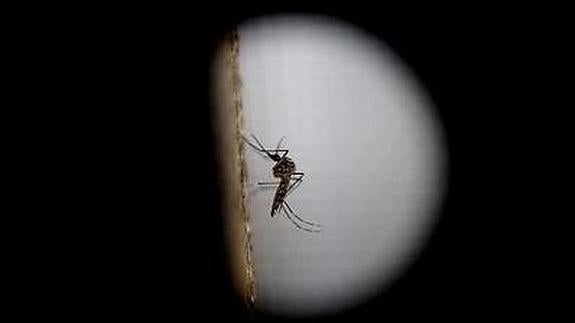 El mosquito tigre, responsable de la transmisión