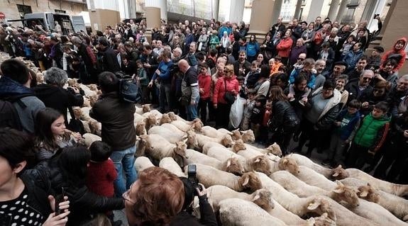 Las ovejas, durante su paseo por el casco histórico de Ordizia