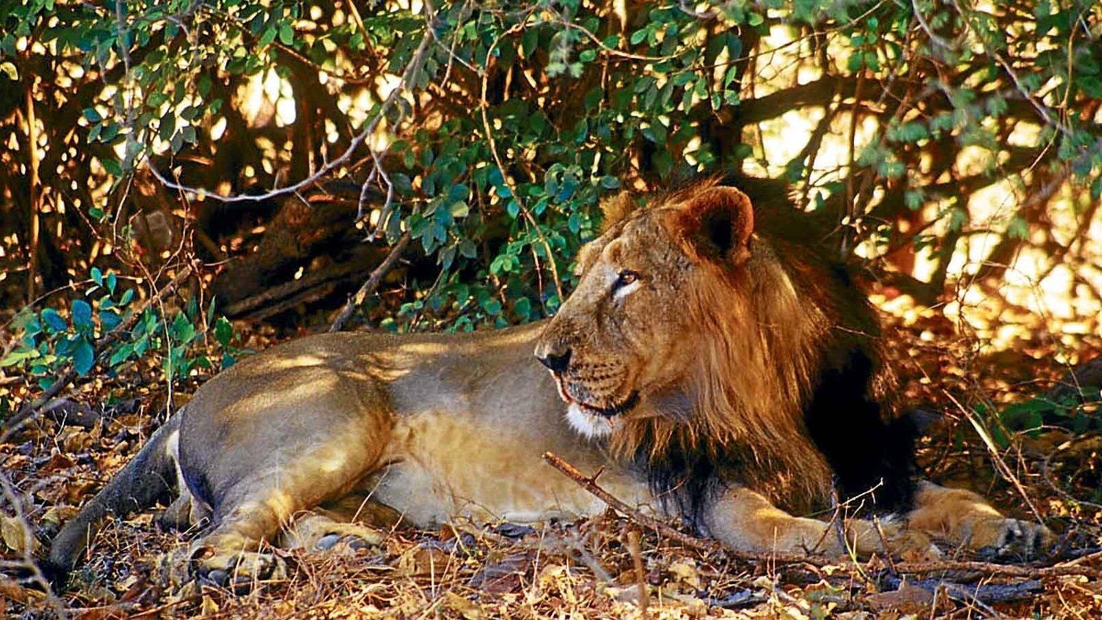 Un macho descansa en la reserva del Bosque de Gir.