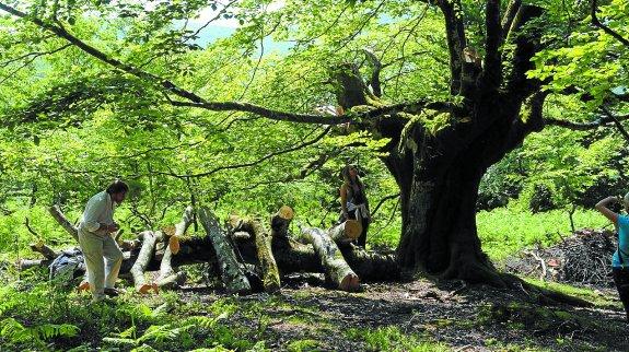 Candelabros naturales. Responsables del proyecto europeo 'Life' en una visita para ver la intervención en las hayas trasmochas.