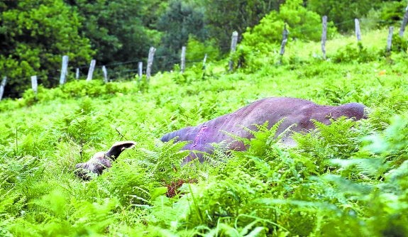 La res fue abatida una vezlocalizada en la zona deKukuarri, por donde paseaba elvecino de Orio.
