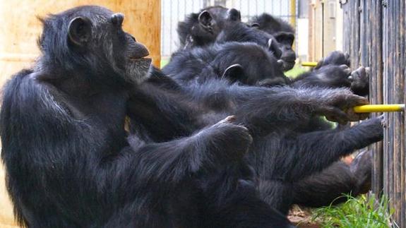 bonobo vs humano