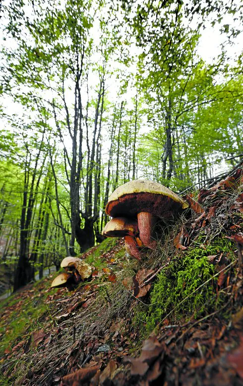 Ejemplares de Pie rojo en un bosque de Berastegi.