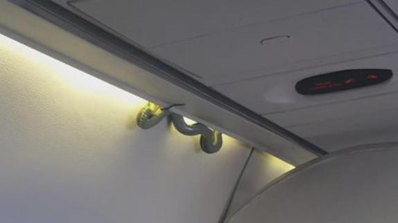 Una víbora se cuela en pleno vuelo y desata el caos entre los pasajeros
