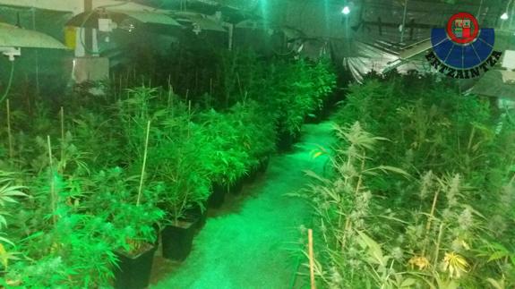 La Ertzaintza desmantela una plantación de marihuana en Donostia