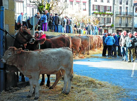 El ganado vacuno se pudo ver en torno a la Plaza Zaharra. 