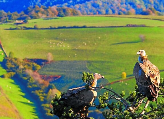 Entre las aves incluidas en el proyecto se encuentran los buitres.