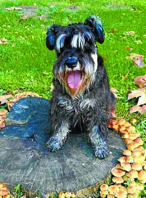 Rocky, el schnauzer fallecido.