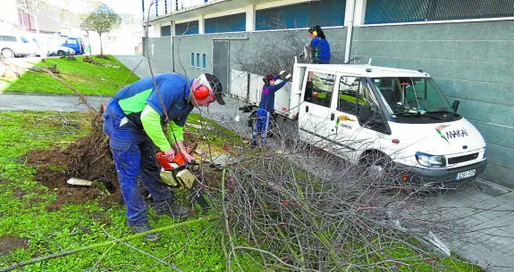La empresa Makai trabajó ya el lunes y continuó ayer con la limpieza de los árboles. 