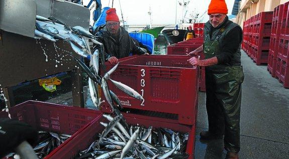 Descarga de verdel el año pasado en Hondarribia. 