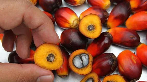 ¿Es peligroso el aceite de palma?