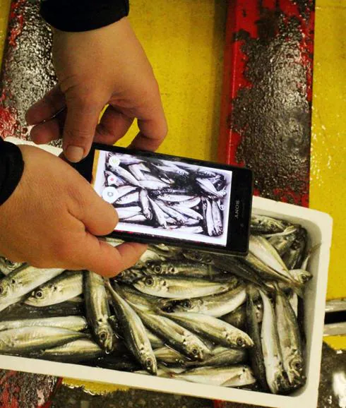 Garbiñe Aizkorreta fotografía en la lonja el pescado que los barcos acaban de descargar y le confirma a una clienta por Whatsapp que  tendrá su pedido disponible.