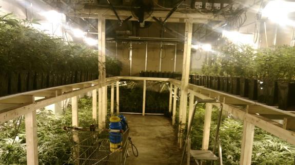 Imagen del interior de la plantación de marihuana desmantelada por la Ertzaintza en Elgoibar. 