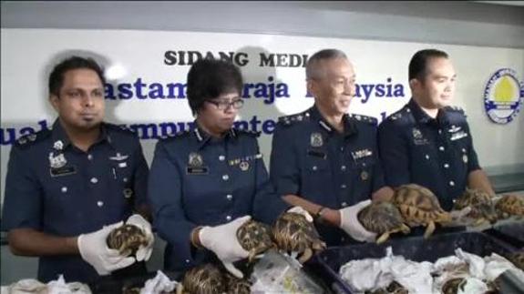Encuentran 330 tortugas de la especie más amenazada del mundo, ocultas en maletas