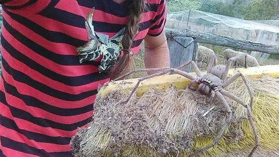 La 'madre de todas las arañas' estaba oculta en una casa de Australia