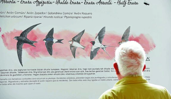 Un visitante contempla uno de los paneles de la exposición de las aves del Oria en Tolosa. 