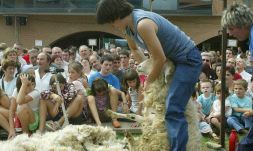 Mari Puy Arrieta y Mari Jose Zubillaga esquilando ovejas. [MICHELENA]