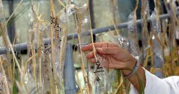 Una mujer analiza una espiga de trigo en un laboratorio de un banco de semillas. [RAMÓN GÓMEZ]
