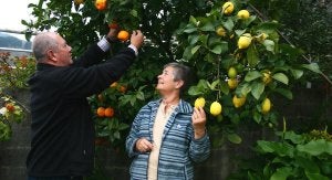 Ignacio y Gloria se sorprendieron al ver naranjas en su limonero. /AITOR
