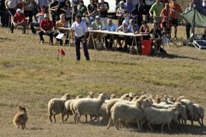 Los pastores y sus perros demostraron su destreza con el rebaño en el campeonato de perros pastor. /NOEMÍ LARUMBE/DIARIO DE NAVARRA