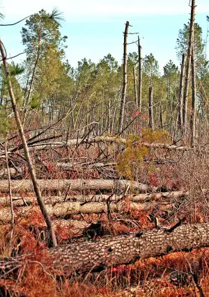 'Zona cero'. El ciclón 'Klaus' derribó 40 millones de m3 de pinos. Dos tercios aún están sin recoger. .::
REPORTAJE GRÁFICO: LOBO ALTUNA
Almacén gigante. Dieciocho almacenes de madera fueron habilitados en Las Landas para depositar los millones de troncos recogidos del bosque. En la imagen, el depósito de Commensacq.