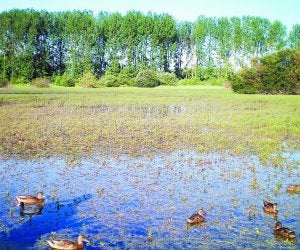 Salburua. Ejemplares de aves acuáticas en los humedales. ::
PALOS