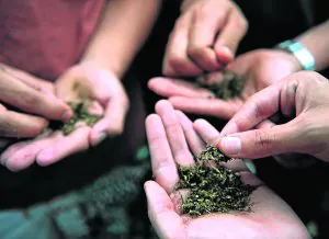 Varios jóvenes deshebran hojas de marihuana. ::
AFP