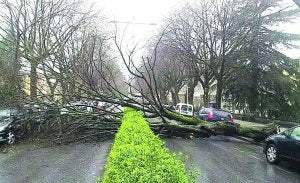 El fuerte viento derribó un árbol en la Avda. Navarra