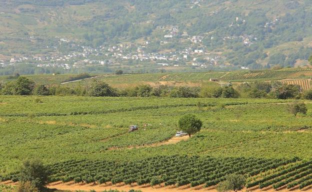 Viñas en el Bierzo.