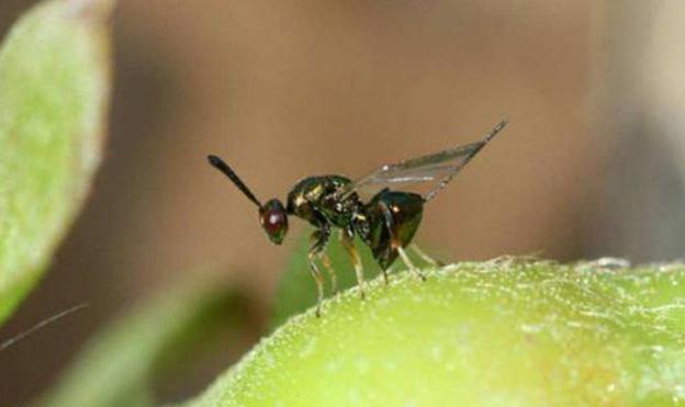 Avispilla del castaño.