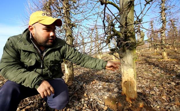 Un agricultor muestra los daños causados por la plaga de conejos en las plantaciones de frutales del Bierzo.