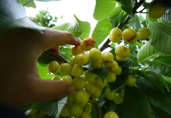 Fotos: Daños causados por las lluvias en las cerezas del Bierzo con Marca de Garantía