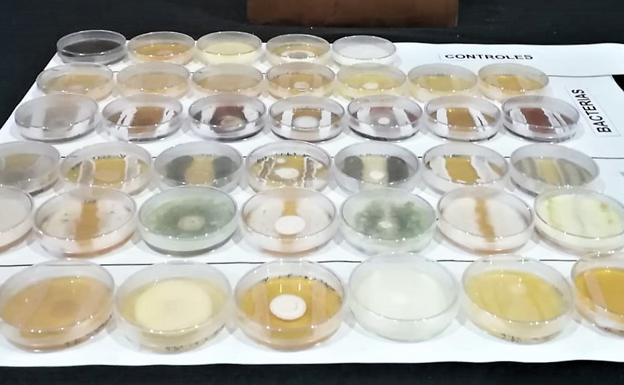 Diferentes muestras recogidas durante la investigación.