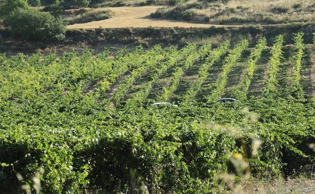 Majuelo en el valle Botijas, junto a Peñafiel (Valladolid). 