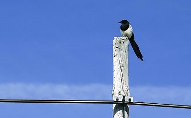 Imagen de la muestra.