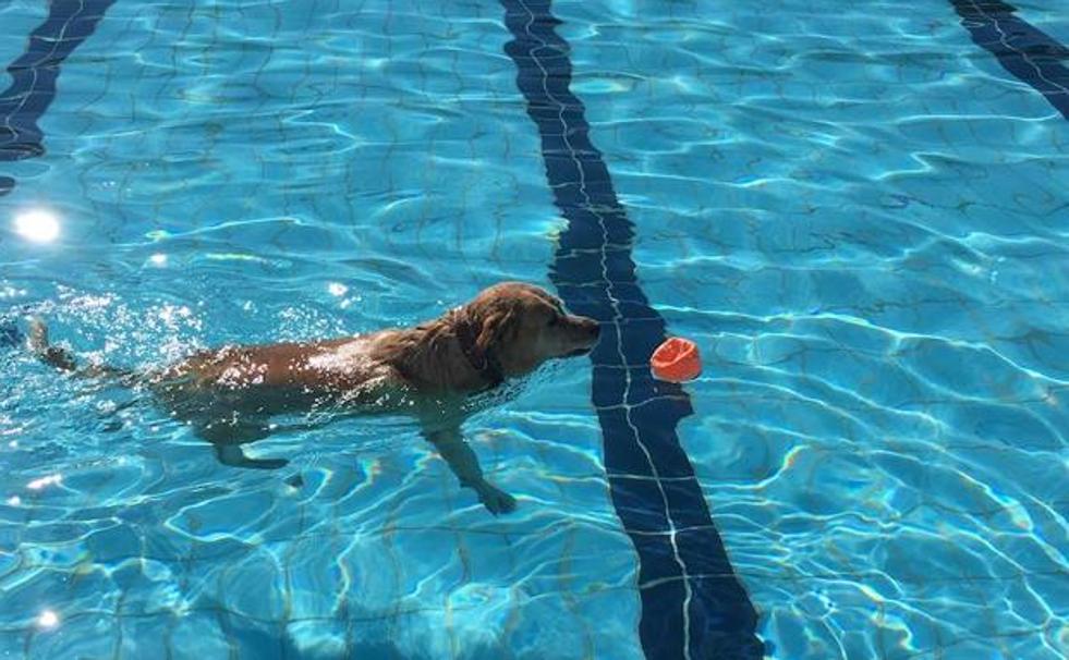 Un perro se da un chapuzón en las piscinas de Flores del Sil. 