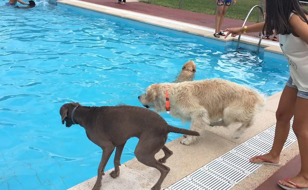 Los perros han disfrutado de su jornada de piscina.