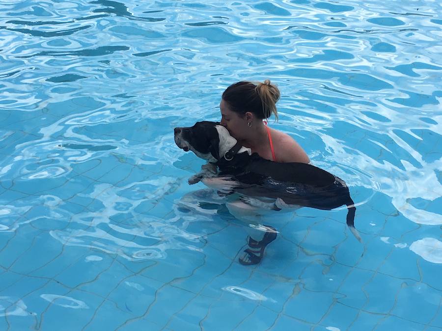 Fotos: Los perros disfrutan de la piscina