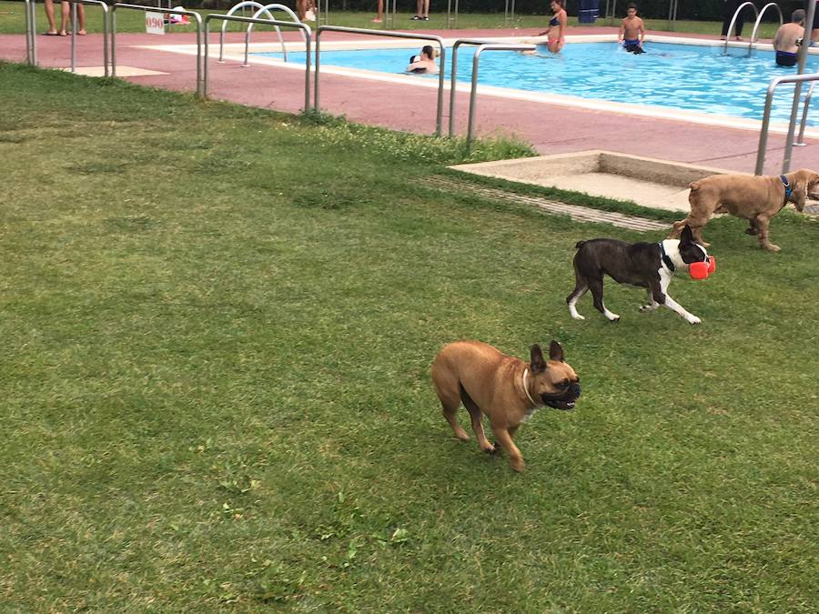Fotos: Los perros disfrutan de la piscina
