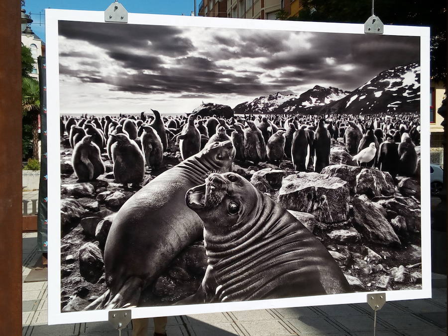 Fotos: Inauguración de la exposición &#039;Génesis&#039; de Sebastiâo Salgado en Ponferrada