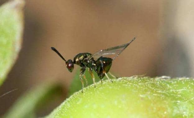 Ejemplar de avispa asiática.