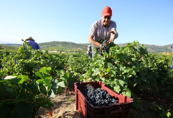 Fotos: Vendimia en El Bierzo