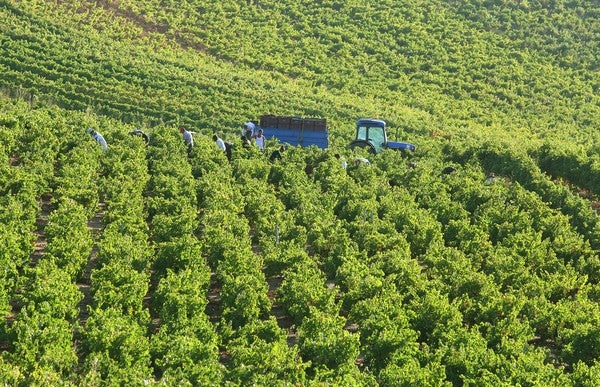 Fotos: Vendimia en El Bierzo