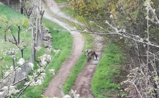 Imagen del lobo cerca del pueblo.