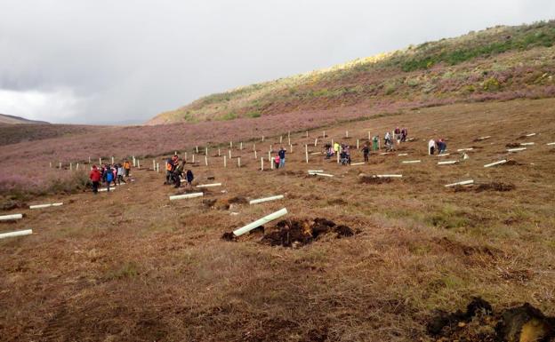 Vecinos de Anllares del Sil participan en una plantación de frutales para favorecer el hábitat del oso pardo