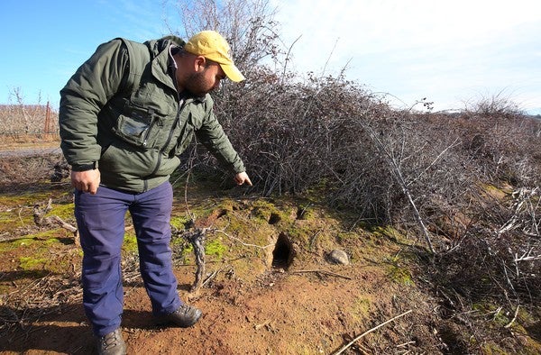 Una de las madrigueras de conejos en una finca en la localidad de Narayola.
