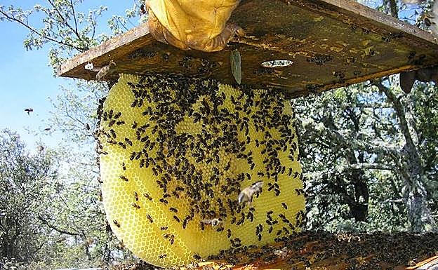 Carucedo acoge mañana una jornada informativa para promover la apicultura ecológica en el Bierzo