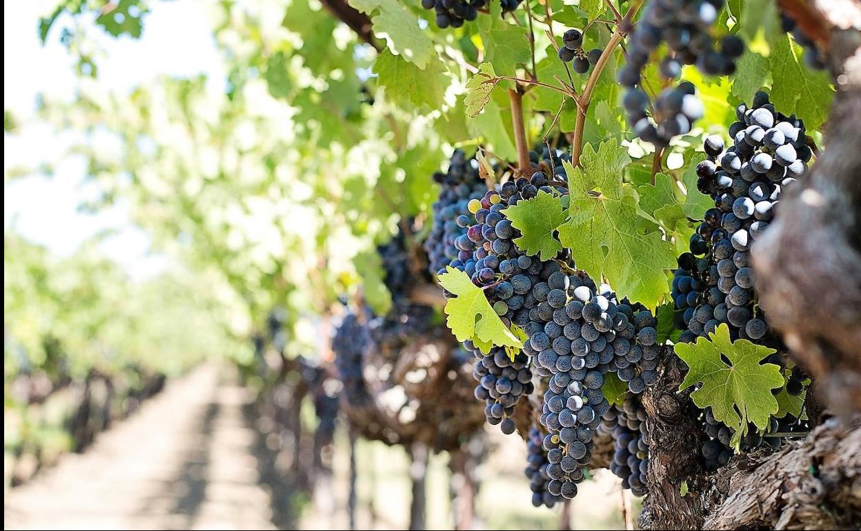 Viñedos en El Bierzo.